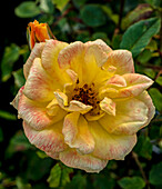 Rose (Rosa Laura Ford ('Chewarvel')) flower