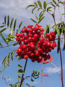 Rowan (Sorbus aucuparia) berries