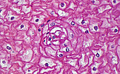 Oesophagus squamous cells, light micrograph