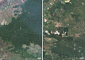 Oil palm plantation, North Sumatra, 1989 and 2021, satellite image