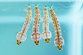 Common malaria mosquito larvae