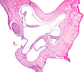 Inner ear, light micrograph