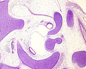 Embryonic inner ear, light micrograph