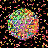 Coronavirus and antibodies, illustration