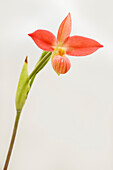Phragmipedium 'Acker's Angel' orchid