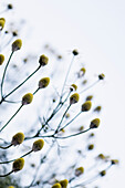 German chamomile (Matricaria chamomilla) buds