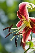 Lily (Lilium 'Black Beauty') flower