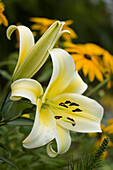 Lily (Lilium 'Conca d'Or') flowers