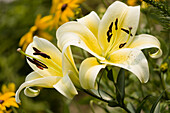 Lily (Lilium 'Conca d'Or') flowers