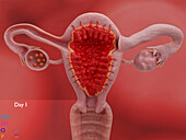 Uterus and ovaries on day 1 of the menstrual cycle, illustration