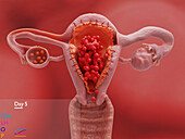 Uterus and ovaries on day 5 of the menstrual cycle, illustration