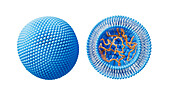 Structure of a liposome with DNA plasmid, illustration
