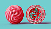 Liposome containing DNA, illustration