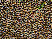 Honeycomb worm reef
