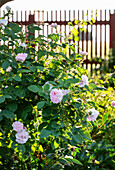 Rosenstrauch mit zartrosa Blüten in der Abendsonne