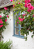 Kletterrosen an weißer Hauswand mit blauem Fensterrahmen