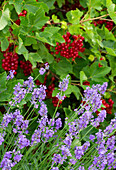 Lavendel (Lavandula) und rote Johannisbeeren (Ribes rubrum) im sommerlichen Garten