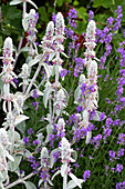 Beet mit Woll-Ziest (Stachys byzantina) und Lavendel (Lavandula)