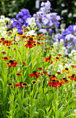 Rote Sonnenbraut (Helenium) im sommerlichen Gartenbeet