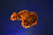 Buffalo Chicken Wing mit Honig