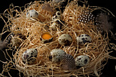 Quail eggs, one opened, on a bed of straw