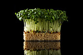 A bed of salad cress and reflection on a black background