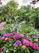 Sommerlicher Garten mit blühenden Hortensien (Hydrangea) und romantischen Gartenmöbeln