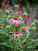 Roter Sonnenhut (Echinacea purpurea) im sommerlichen Garten