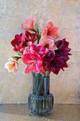 Bouquet of different amaryllises (Hippeastrum) in a vase