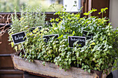 Various herbs in flower pots, rosemary, parsley, sage, basil and others