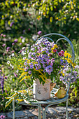 Blumenstrauß aus Raublatt-Astern (Aster novae-angliae)   'Barr's Blue', Myrtenaster (Symphyotrichum ericoides), Goldrute und Gelenkblume in Zinkkanne mit Birnen auf Gartenstuhl