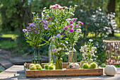 Astern 'Barr's Blue', Barr's Pink', 'Weisses Wunder' und Myrtenaster mit Zierkürbissen und Maronen dekoriert auf der Terrasse