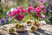 Blumenstrauß aus Raublatt-Astern (Aster novae-angliae) 'Andenken an Paul Gerber' und Maronen auf Gartentisch
