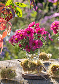 Blumenstrauß aus Raublatt-Astern (Aster novae-angliae) 'Andenken an Paul Gerber' und Maronen auf Gartentisch