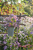 Strauß aus Kissen-Aster 'Herbstgruß vom Bresserhof' (Aster dumosus) und Glattblatt-Aster (Aster novi-belgii) 'Dauerblau' in altem Zinkeimer an Rankhilfe hängend