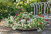 Gesteck aus einem gebundenem Kranz aus Klematisranken (Clematis) in Schale mit Wasser, mit Myrtenaster (Aster ericoides) und Hagebutten