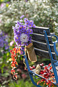 Bergaster (Aster amellus) und Dahlie (Dahlia) als Blumenstrauß in kleinem Flacon hängend an Gartenstuhl