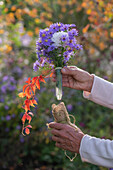 Bergaster (Aster amellus) und Dahlie (Dahlia) als Blumenstrauß in kleinem Flacon mit Zweig vom Wilden Wein