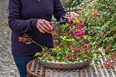 Kranz binden aus Baumwürge, Hagebutten der vielblütigen Rose (Rosa multiflora) und Pfaffenhütchen (Euonymus planipes)