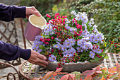 Herbstgesteck aus Aster novi-belgii 'Dauerblau', Baumwürge, Hagebutten der vielblütigen Rose (Rosa multiflora) und Pfaffenhütchen (Euonymus planipes) wird gegossen