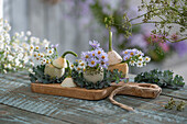 Myrtenaster (Symphyotrichum ericoides) und Aster novi-belgii 'Dauerblau' in Vasen aus Zierkürbis dekoriert auf Kohlblättern, Fenchelblüten als Strauß auf Gartentisch