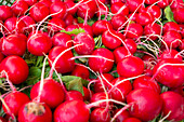 Fresh radishes at the market