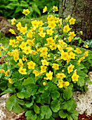 Three-leaved woodland stonecrop (Waldsteinia ternata)