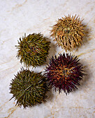 Various sea urchins