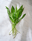 A bunch of fresh wild garlic