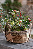 Holly 'Alaska' and 'Argentea Marginata' in planter with poinsettia