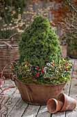 Sugar loaf spruce (Picea Glauca) 'Conica', holly 'Alaska' and 'Argentea Marginata' in a planter on the patio