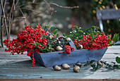 Winter decoration with red winterberry (Ilex verticillata), holly 'Blue Maid' (Ilex meserveae) acorn ornaments