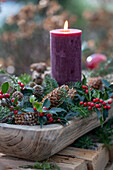Advent arrangement with fir branches, holly (Ilex meserveae) 'Blue Maid' and candle