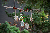 Winterdeko im Garten, Eiskristallanhänger, Flacon mit Stechpalme (Ilex meserveae) 'Blue Maid'  und Christrosen (Helleborus niger)